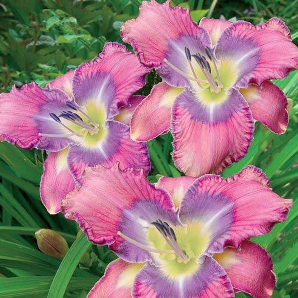 Meet your Posher, Daylily